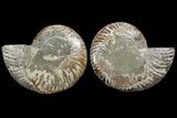 Agatized Ammonite Fossil - Madagascar #111531-1